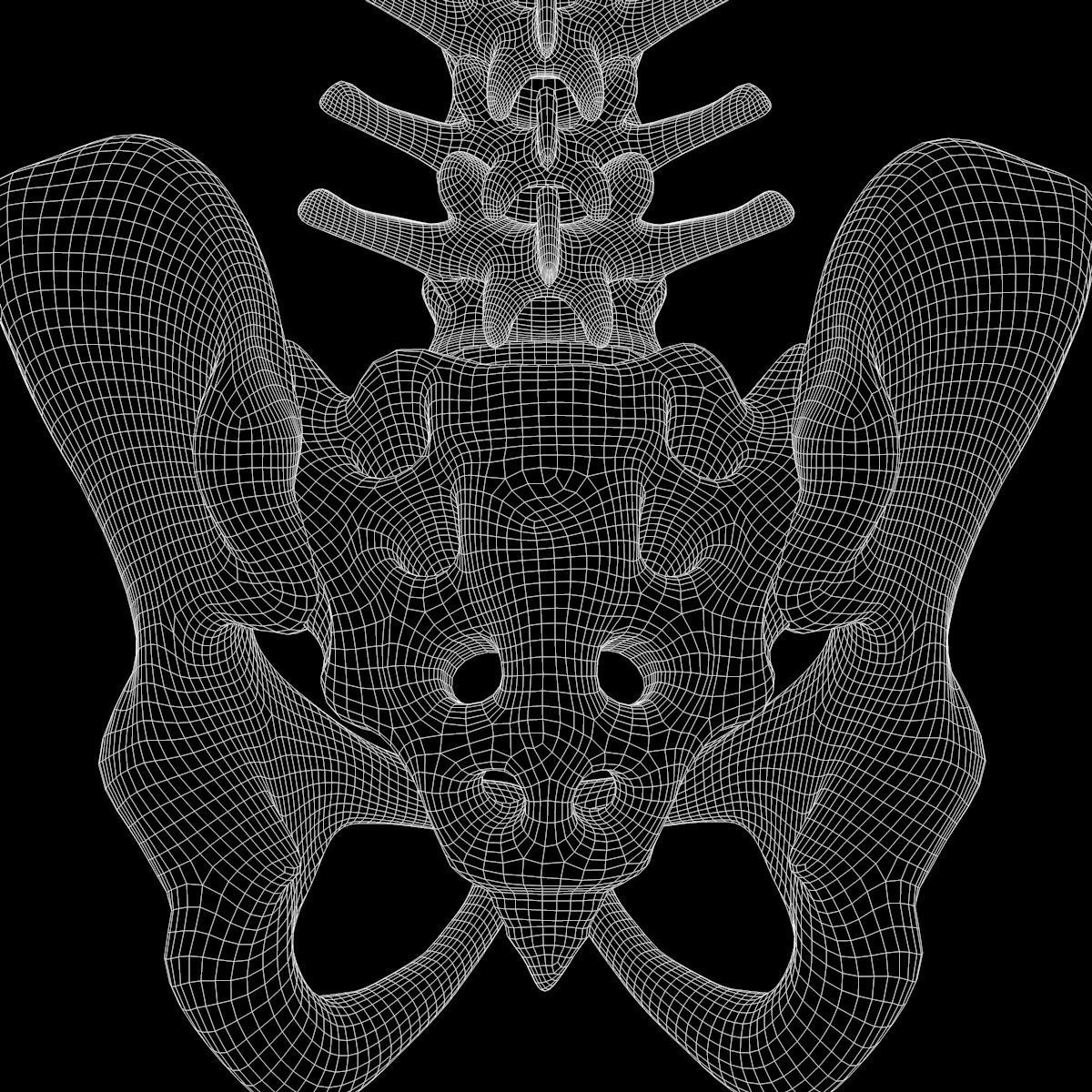 Full Body Skeleton System Anatomy 3D model_67