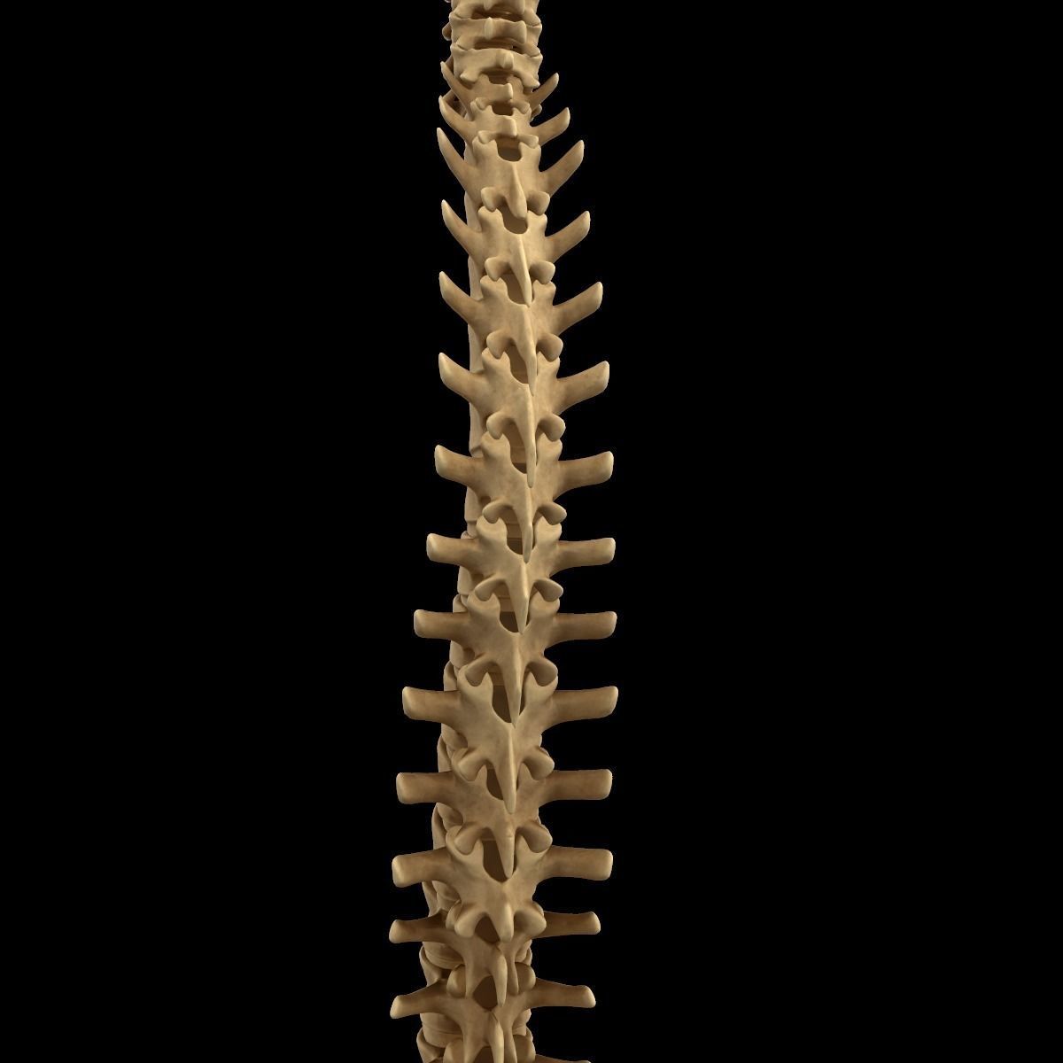 Full Body Skeleton System Anatomy 3D model_51