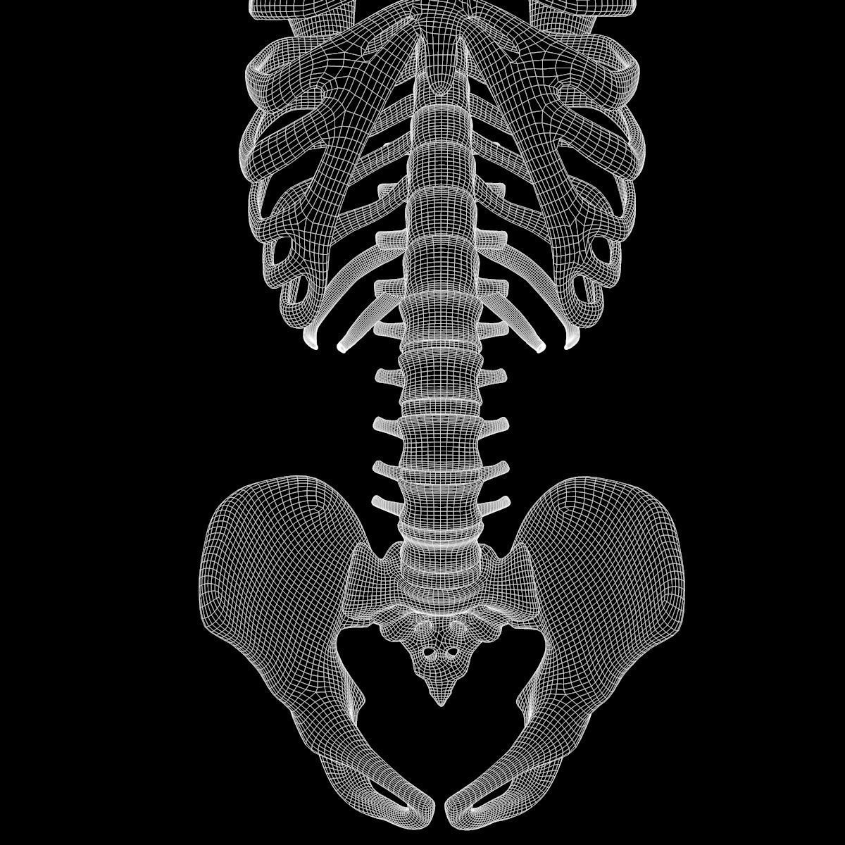 Full Body Skeleton System Anatomy 3D model_74
