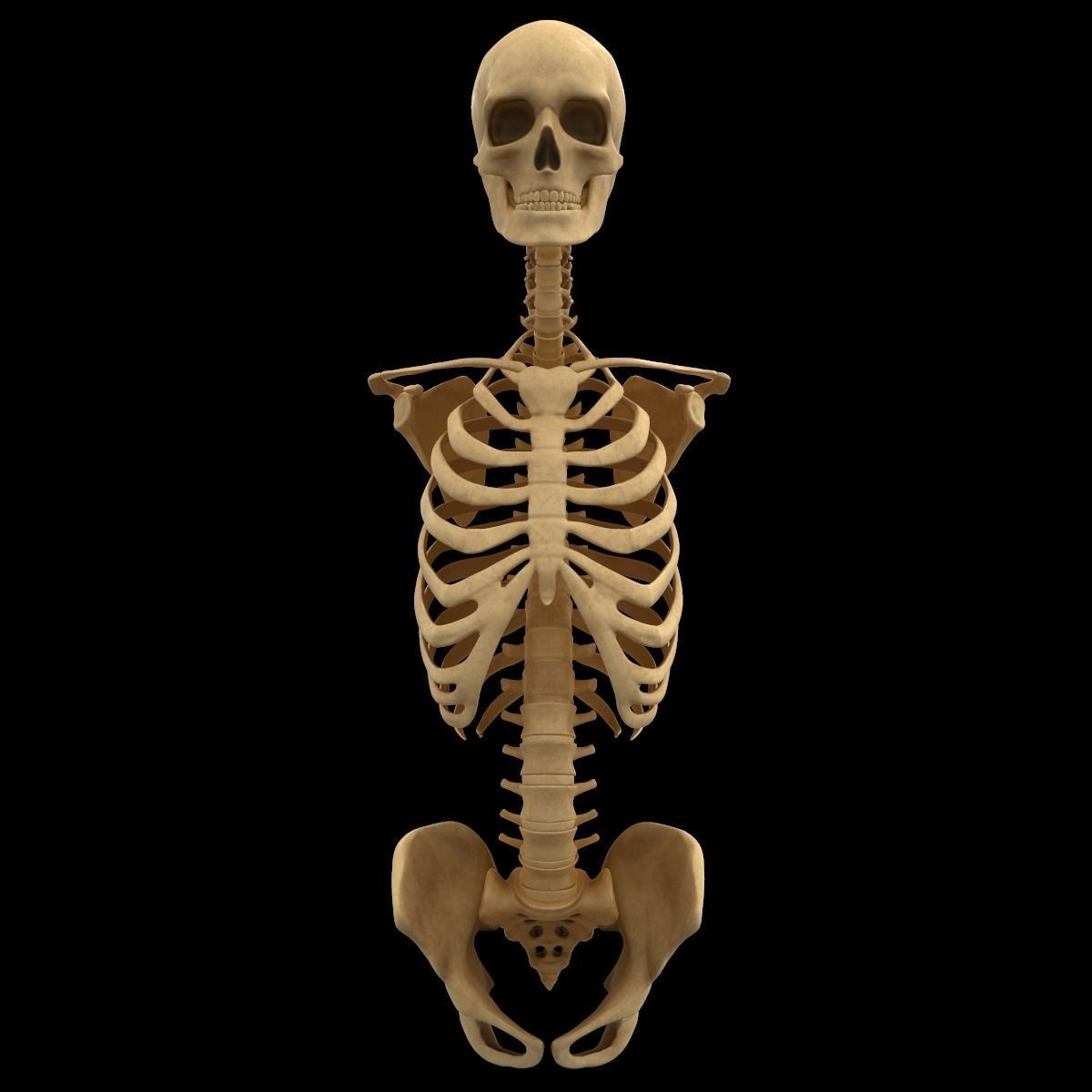Full Body Skeleton System Anatomy 3D model_19