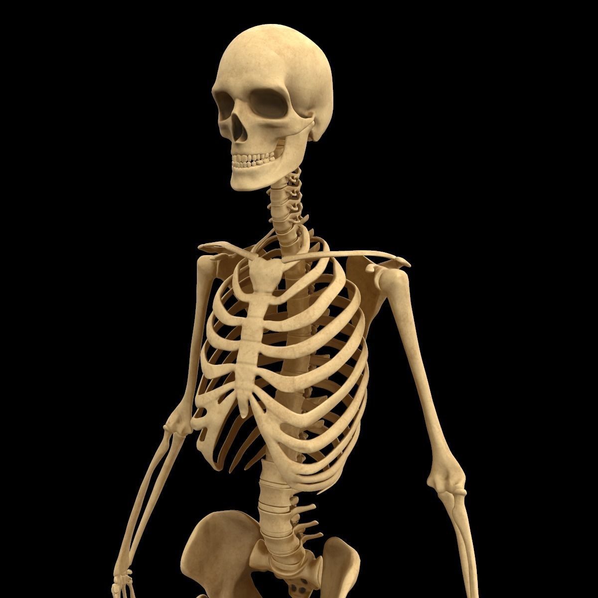 Full Body Skeleton System Anatomy 3D model_7