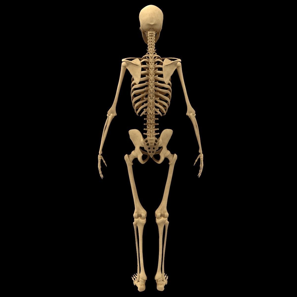 Full Body Skeleton System Anatomy 3D model_2