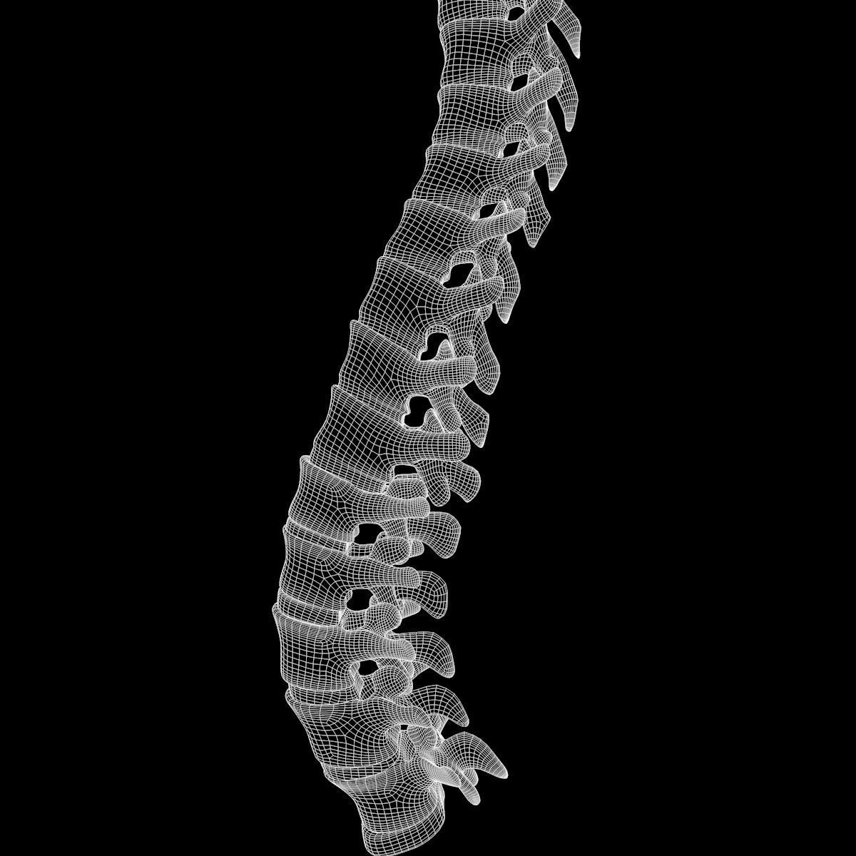 Full Body Skeleton System Anatomy 3D model_62