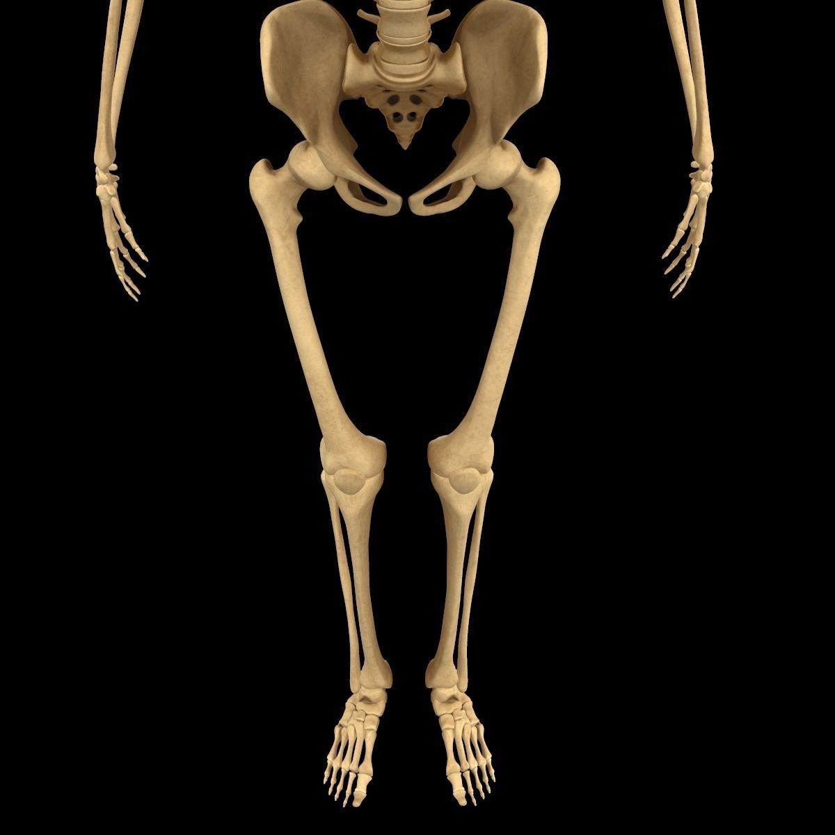 Full Body Skeleton System Anatomy 3D model_5