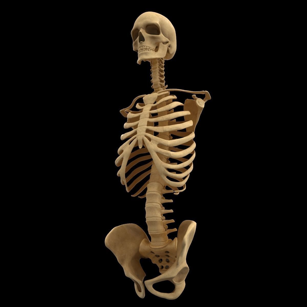 Full Body Skeleton System Anatomy 3D model_30