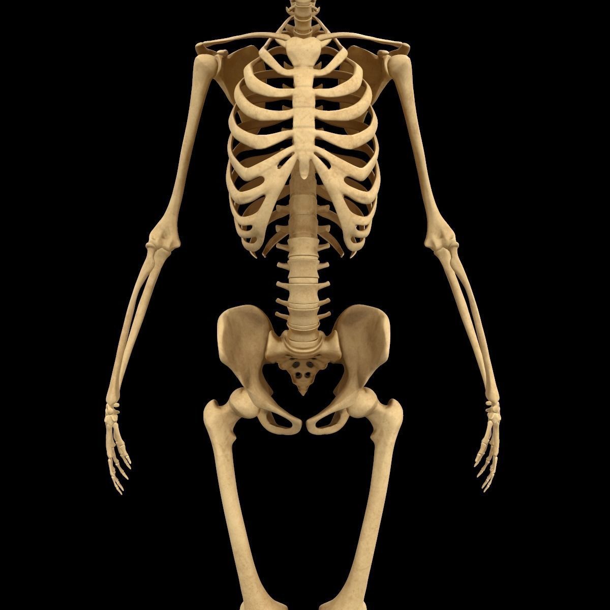 Full Body Skeleton System Anatomy 3D model_6