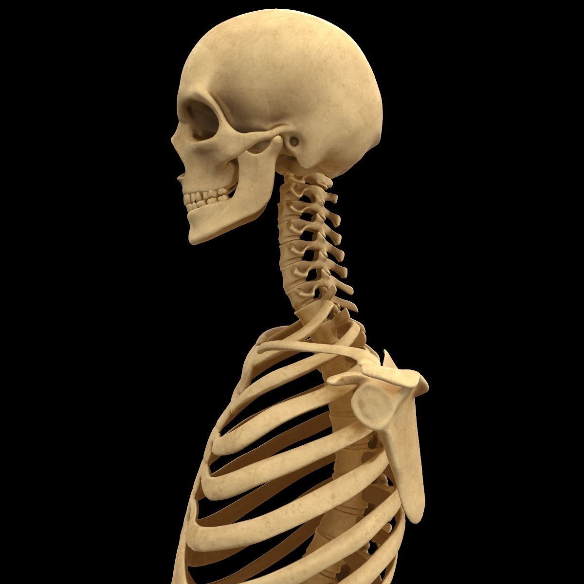 Full Body Skeleton System Anatomy 3D model_9