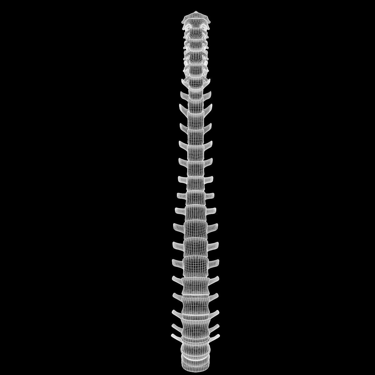 Full Body Skeleton System Anatomy 3D model_60