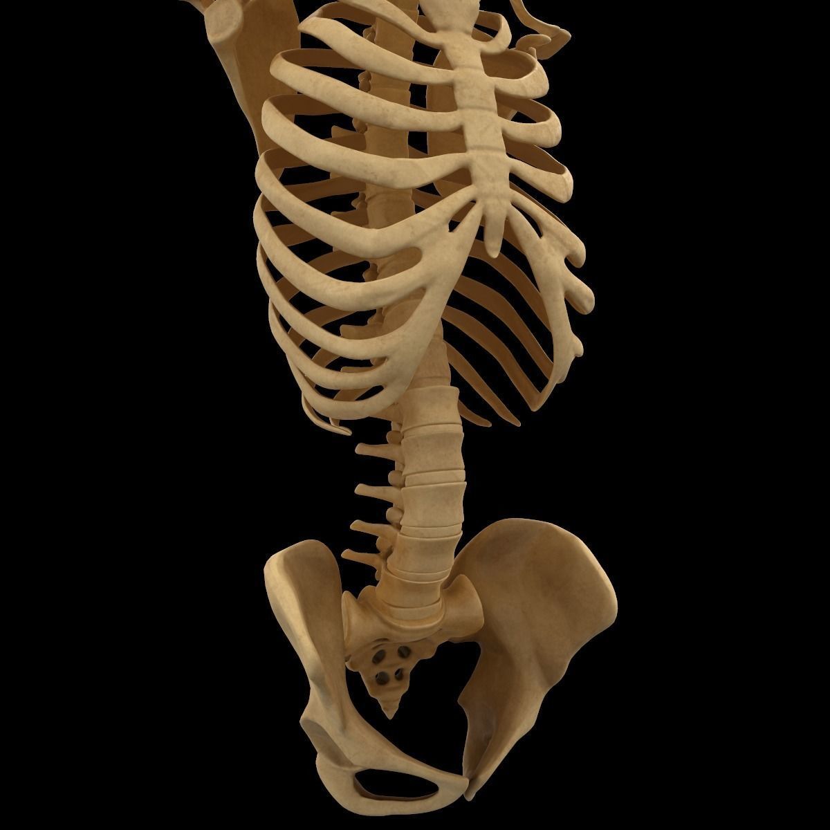 Full Body Skeleton System Anatomy 3D model_13