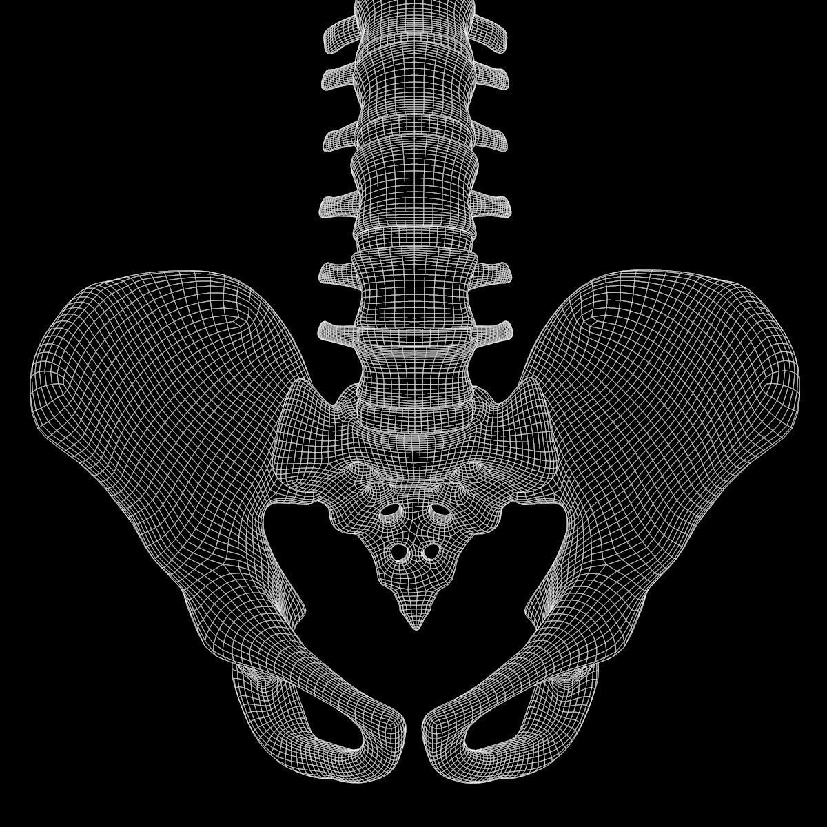 Full Body Skeleton System Anatomy 3D model_64