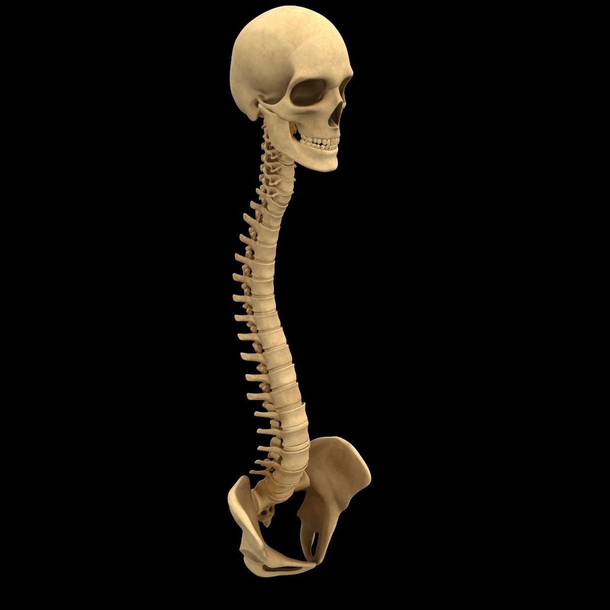 Full Body Skeleton System Anatomy 3D model_27
