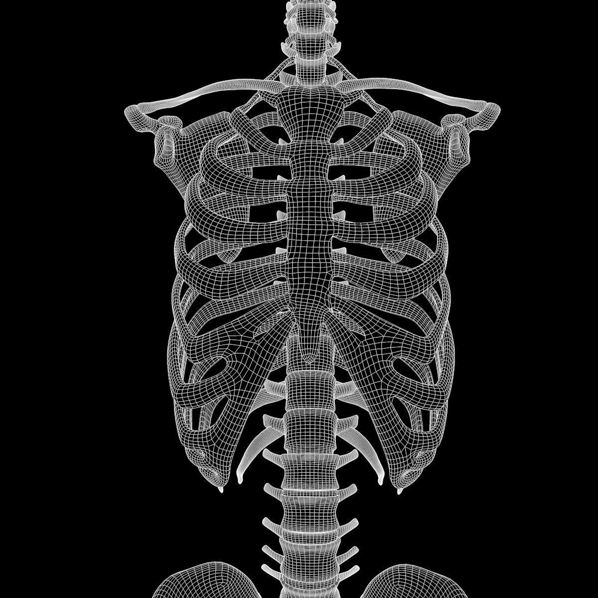 Full Body Skeleton System Anatomy 3D model_73