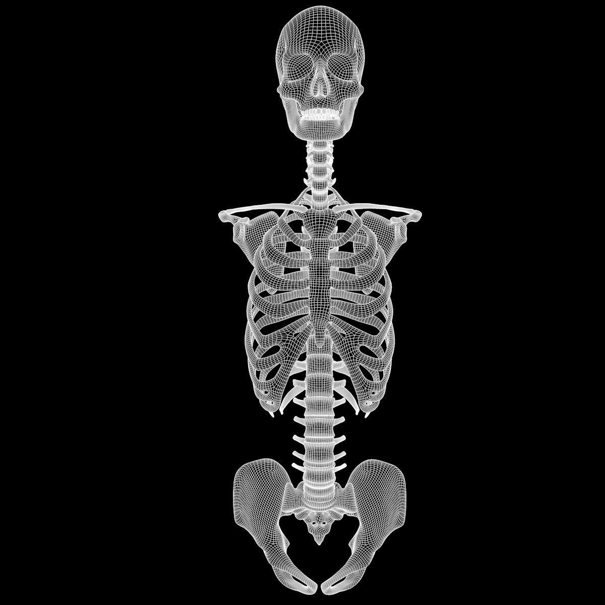 Full Body Skeleton System Anatomy 3D model_72