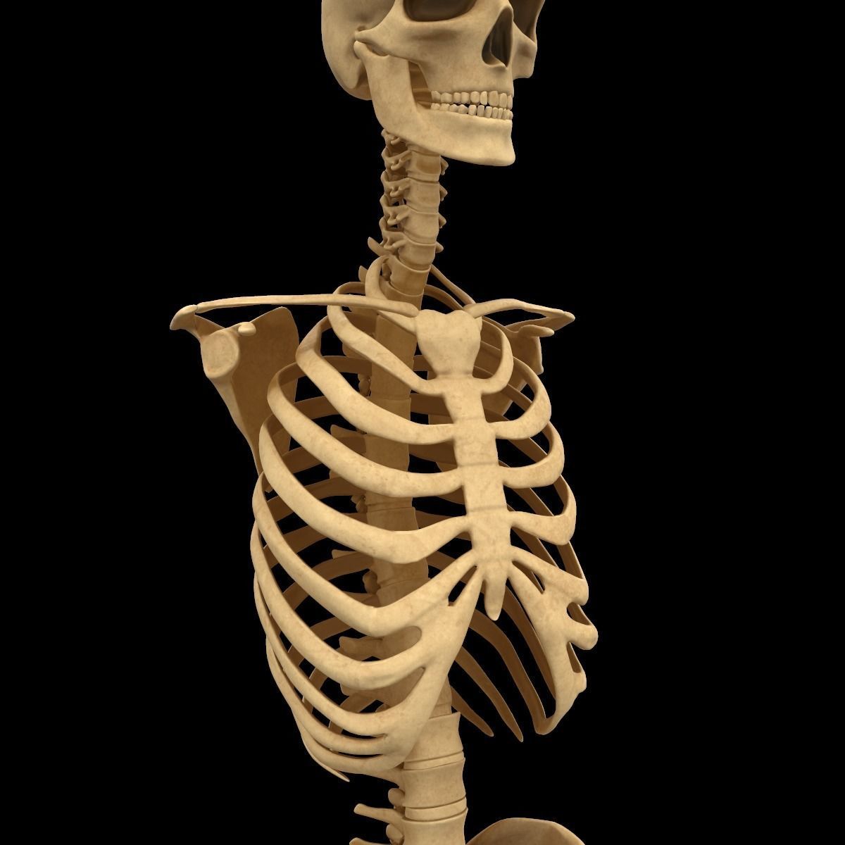 Full Body Skeleton System Anatomy 3D model_14