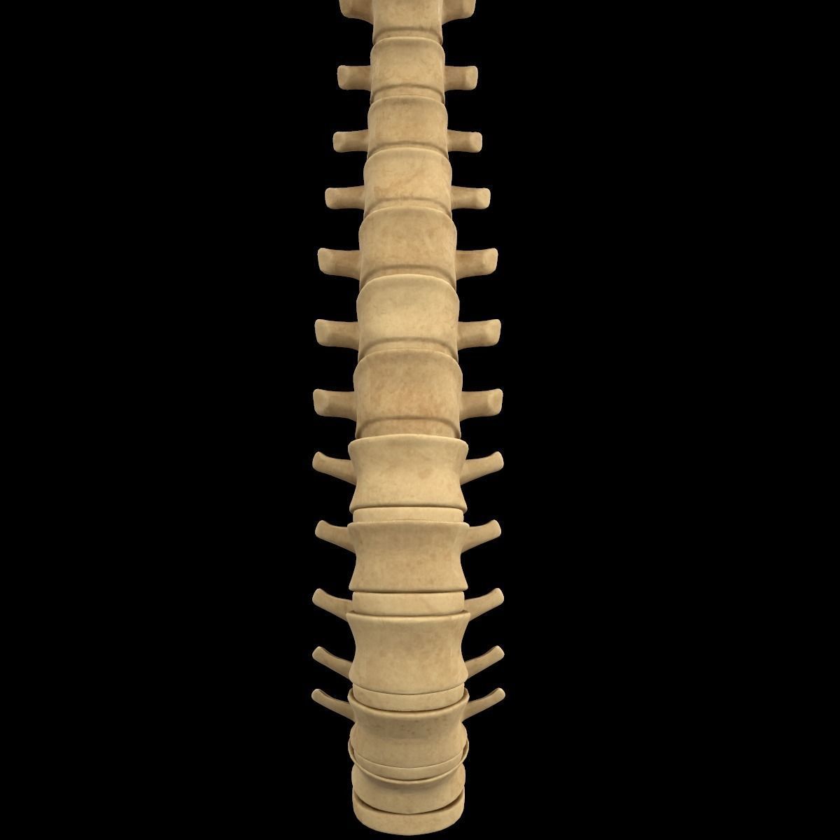 Full Body Skeleton System Anatomy 3D model_48