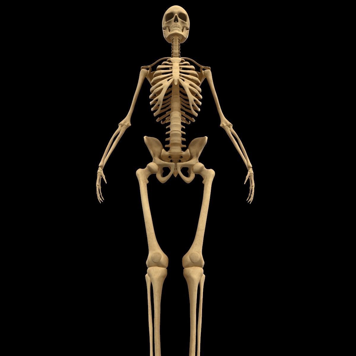 Full Body Skeleton System Anatomy 3D model_4