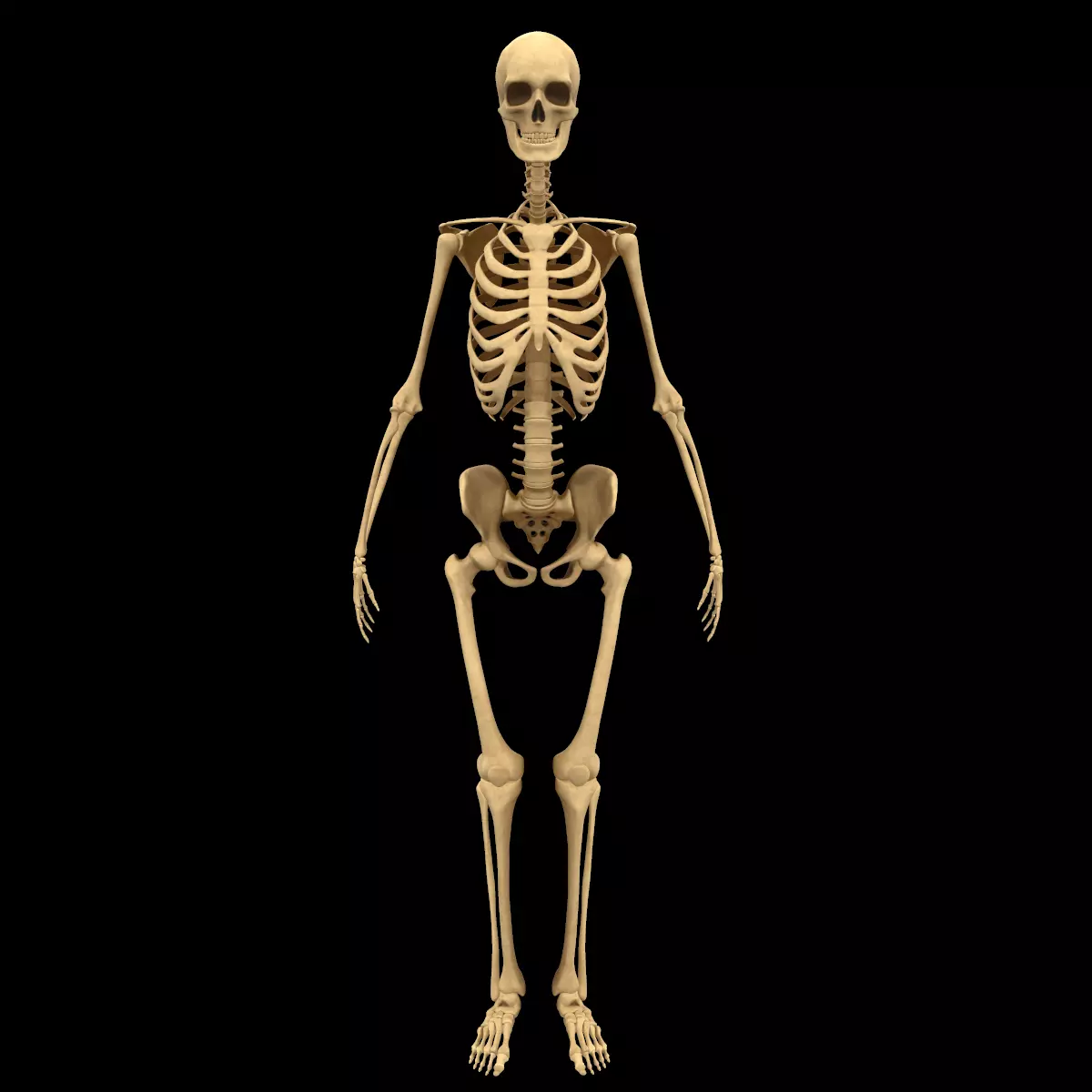 Full Body Skeleton System Anatomy 3D model_0