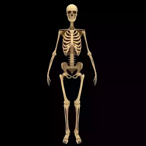 Full Body Skeleton System Anatomy