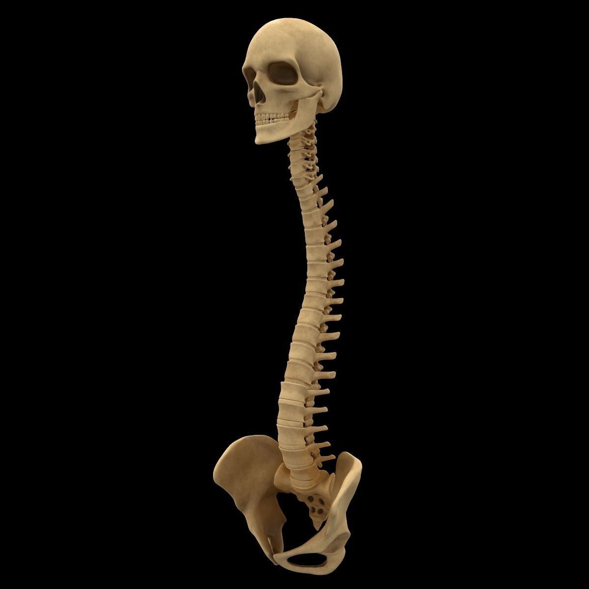 Full Body Skeleton System Anatomy 3D model_24