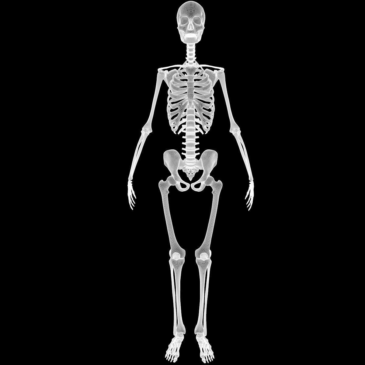 Full Body Skeleton System Anatomy 3D model_77