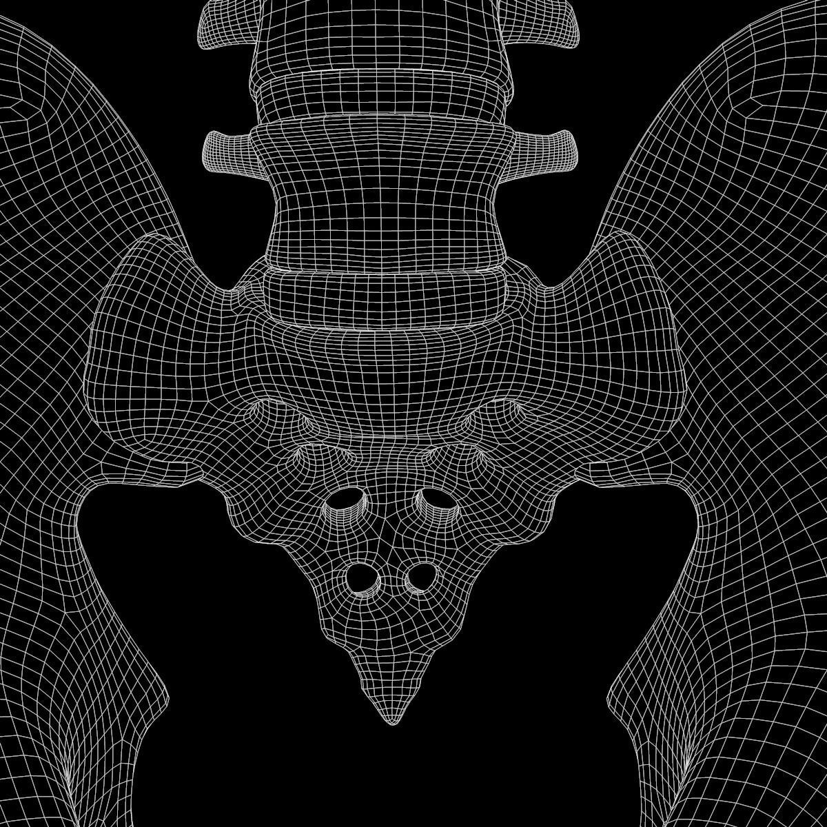 Full Body Skeleton System Anatomy 3D model_65