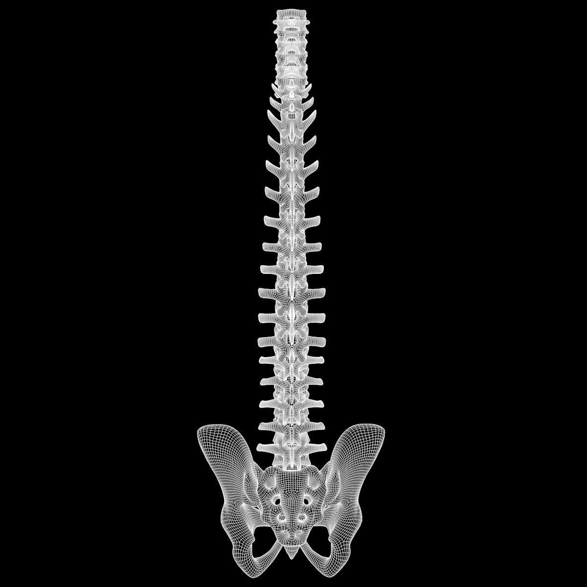 Full Body Skeleton System Anatomy 3D model_70
