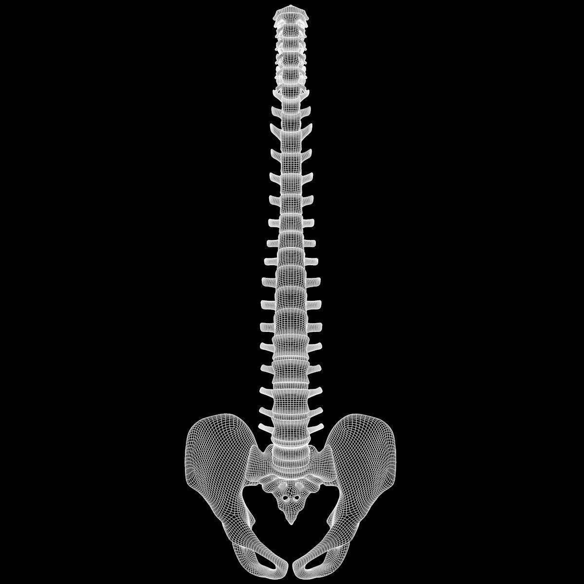 Full Body Skeleton System Anatomy 3D model_63