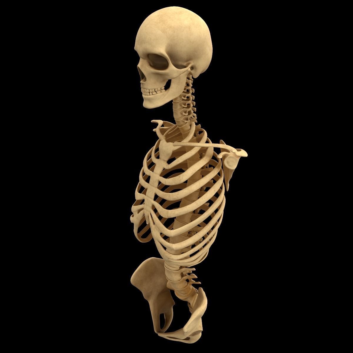Full Body Skeleton System Anatomy 3D model_54
