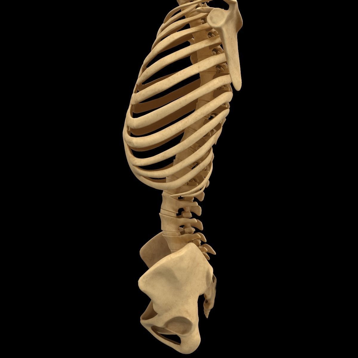 Full Body Skeleton System Anatomy 3D model_57