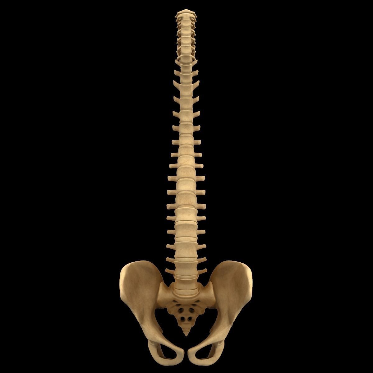 Full Body Skeleton System Anatomy 3D model_33