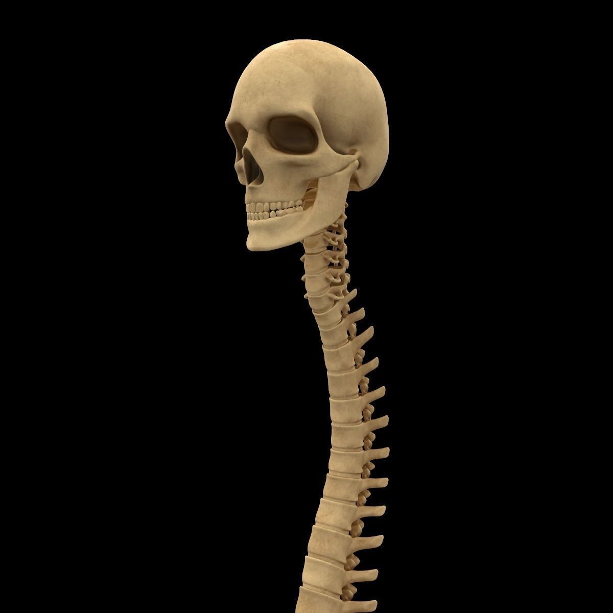 Full Body Skeleton System Anatomy 3D model_26