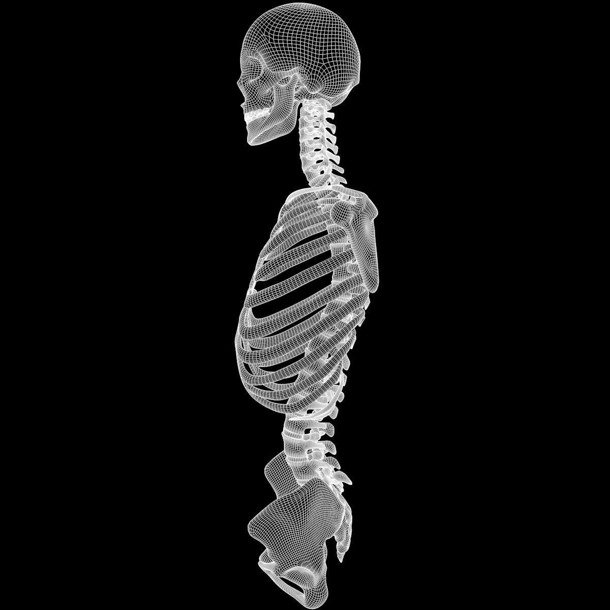 Full Body Skeleton System Anatomy 3D model_76