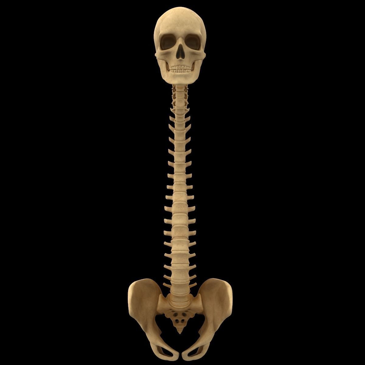 Full Body Skeleton System Anatomy 3D model_28