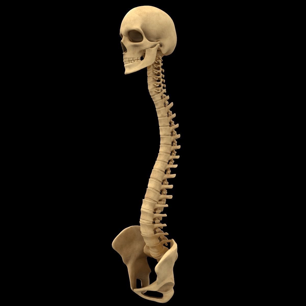 Full Body Skeleton System Anatomy 3D model_16