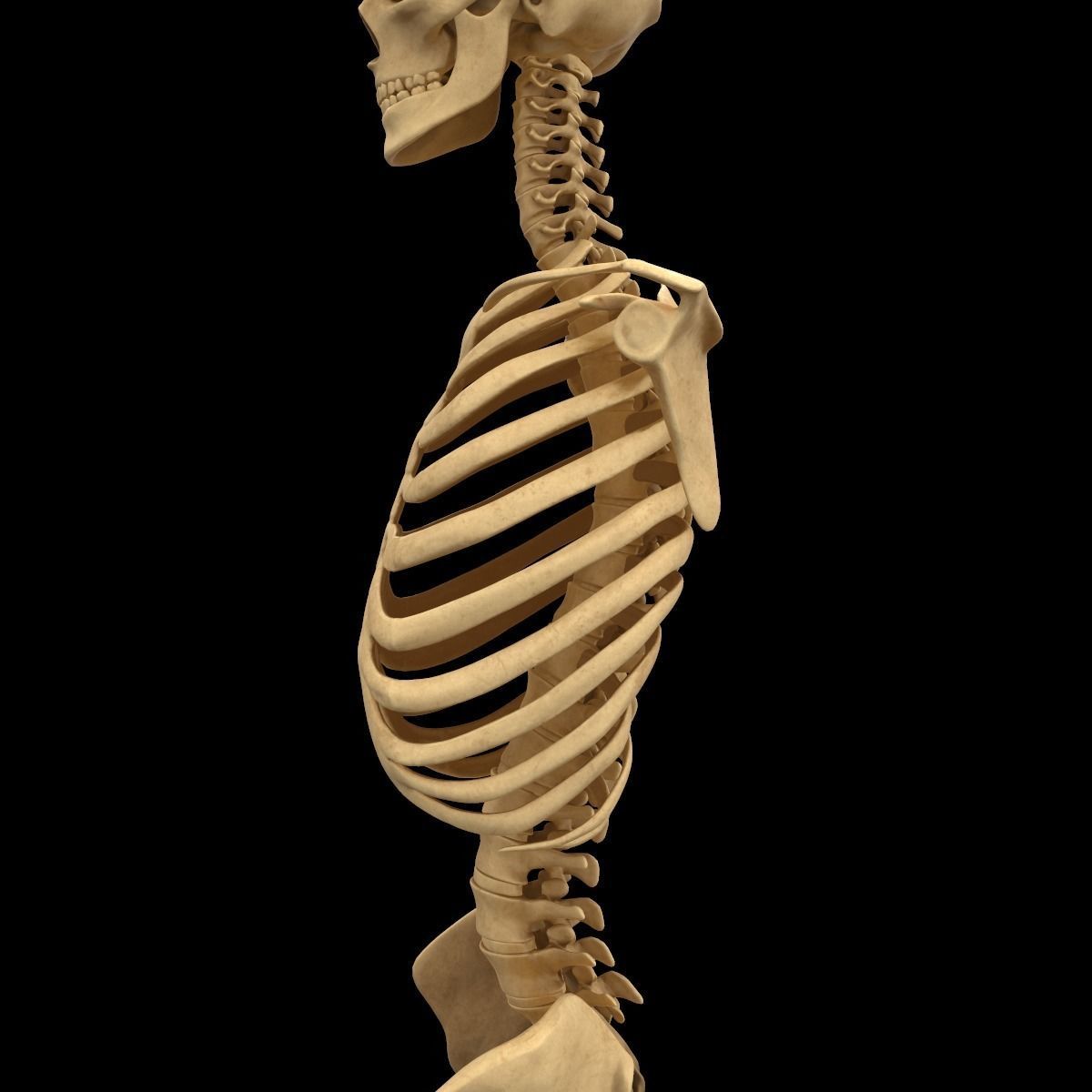 Full Body Skeleton System Anatomy 3D model_58