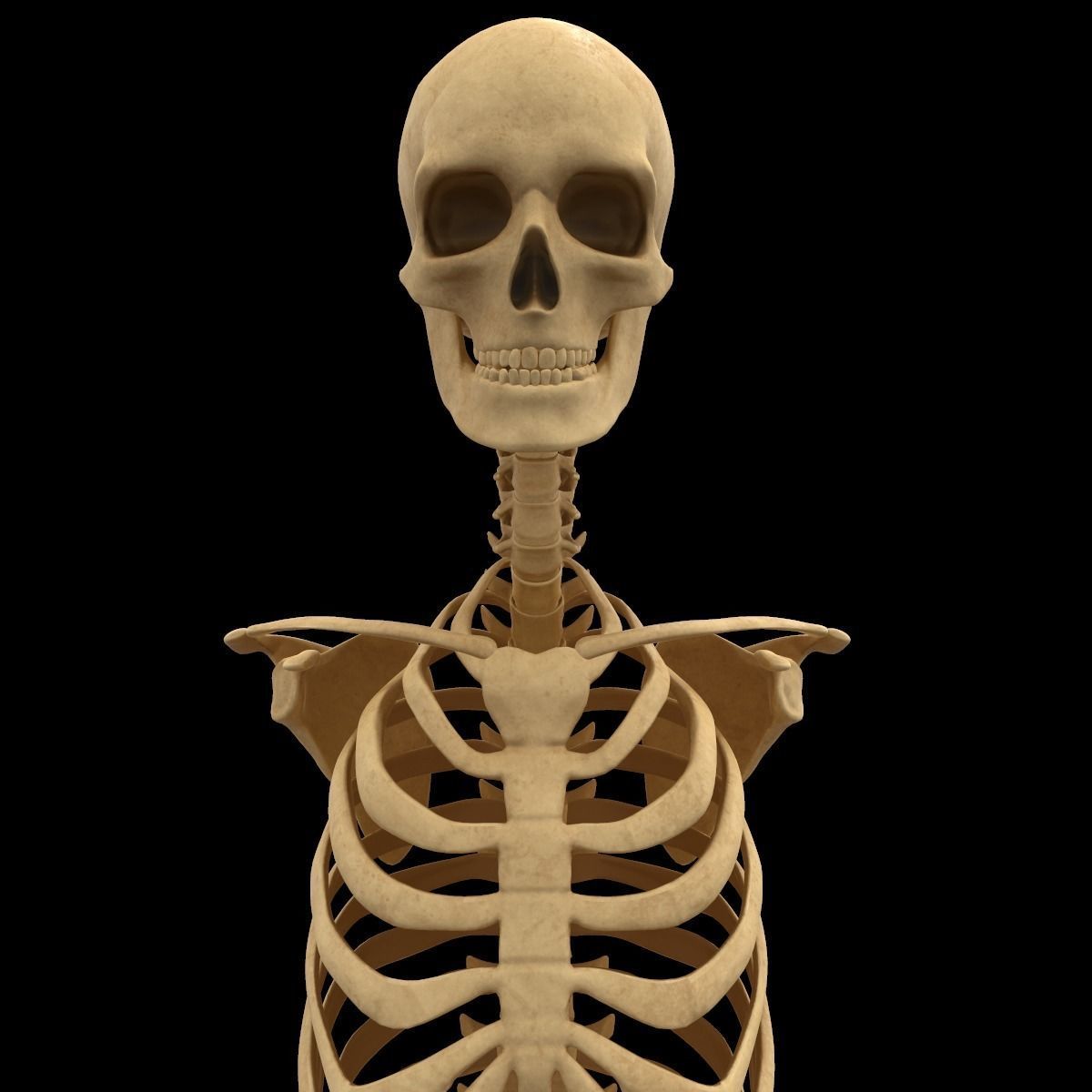 Full Body Skeleton System Anatomy 3D model_10
