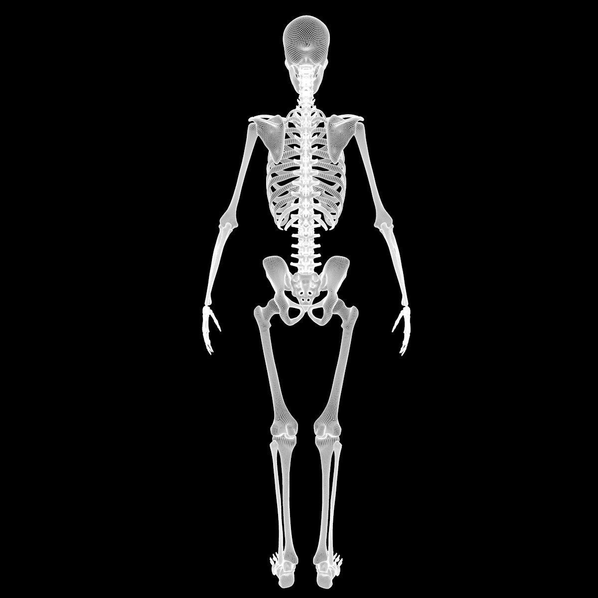 Full Body Skeleton System Anatomy 3D model_78