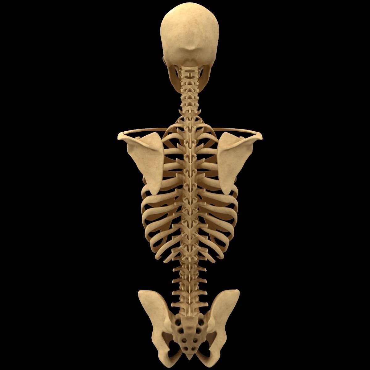 Full Body Skeleton System Anatomy 3D model_38