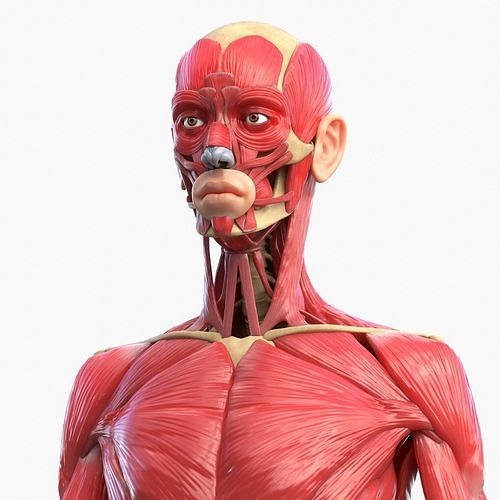 Full Body Muscle Anatomy 3D model