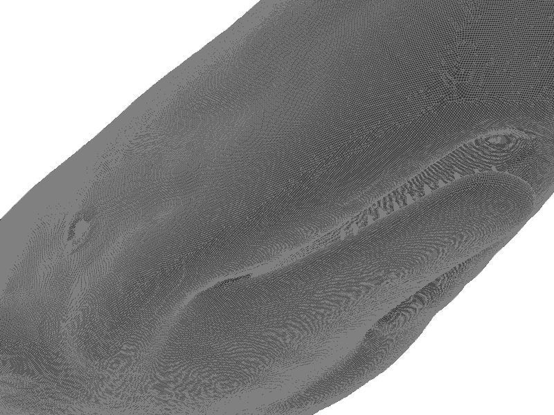 Sperm Whale 3D model_9