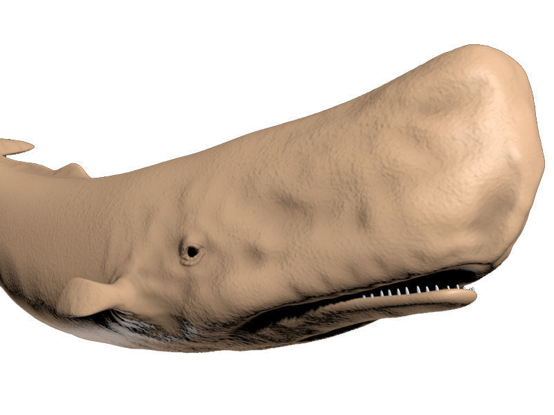 Sperm Whale 3D model_7