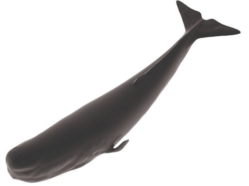 Sperm Whale 3D model_5