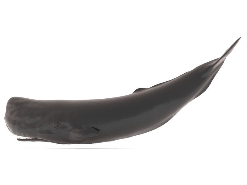 Sperm Whale 3D model_1