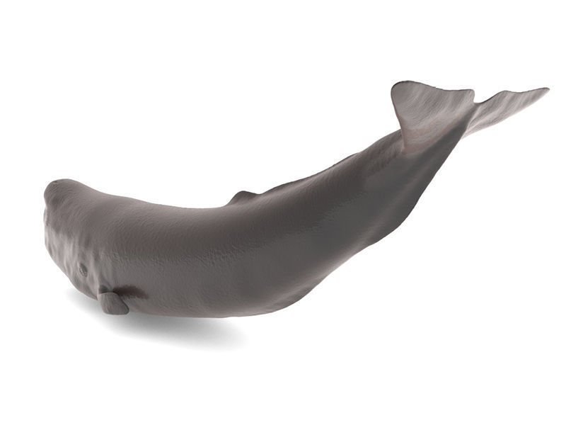 Sperm Whale 3D model_2