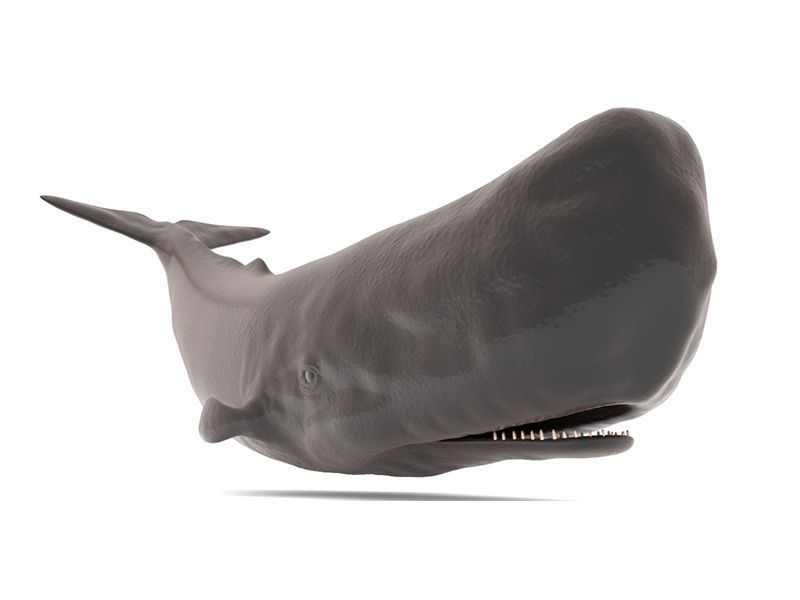 Sperm Whale 3D model_3