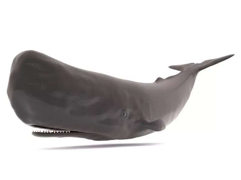 Sperm Whale 3D model_0