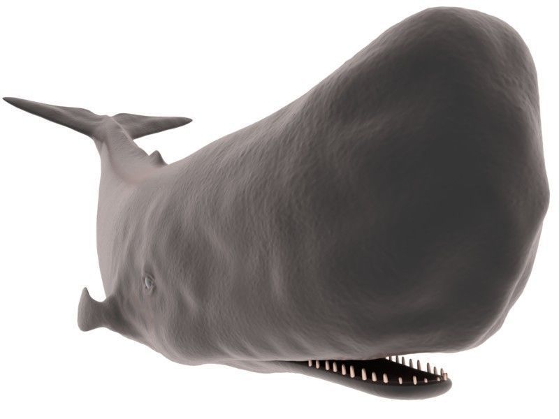 Sperm Whale 3D model_4