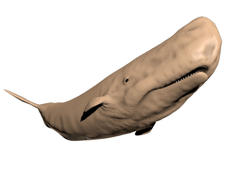 Sperm Whale 3D model_6