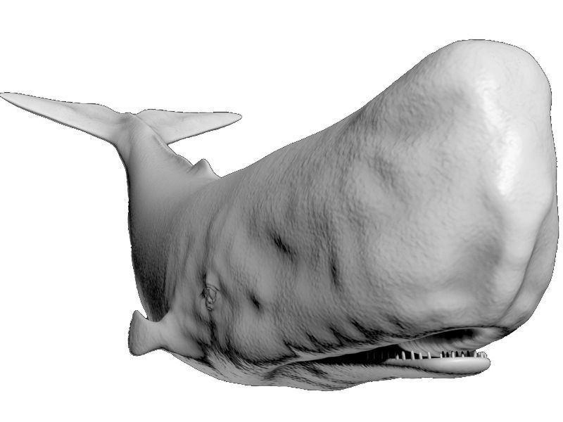 Sperm Whale 3D model_8