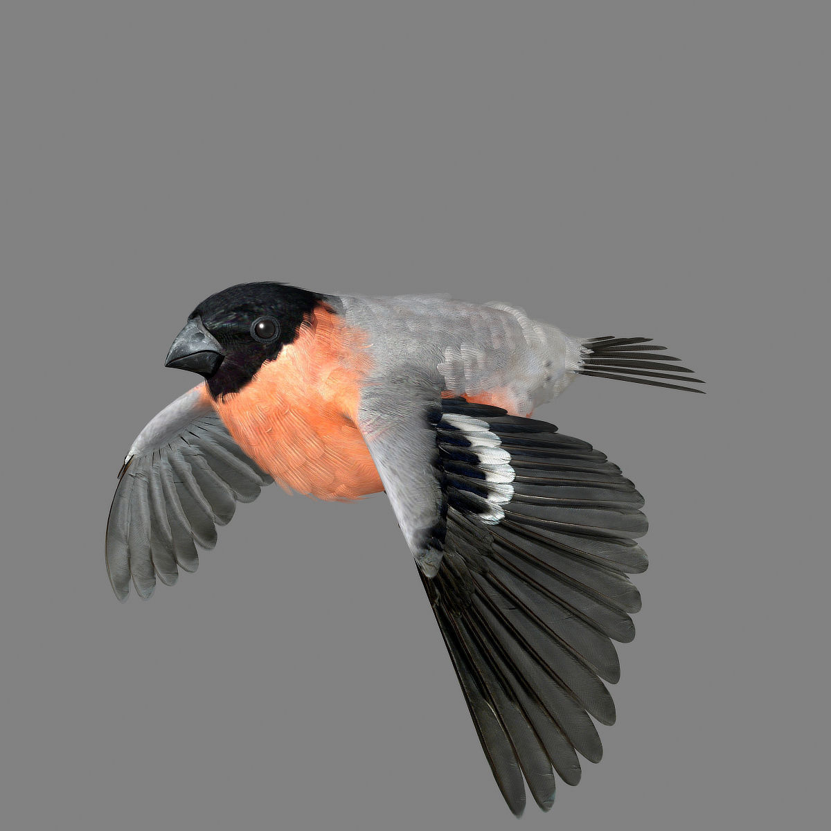 Eurasian Bullfinch - rigged - animated 3D model_26